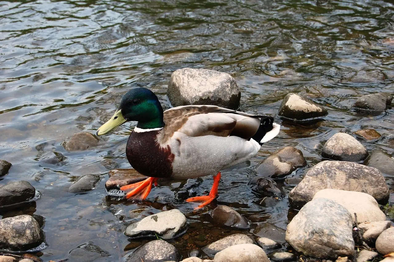 Ordlister til Irsk Komponist i krydsord